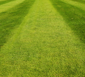 Outfield Dressing